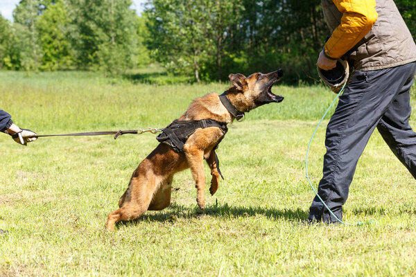 Инструктор проводит урок с бельгийской овчаркой. Собака защищает своего хозяина. Бельгийская работа по защите собак-пастухов