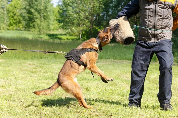 教官和比利时牧羊犬一起授课 狗保护主人 比利时牧羊犬保护工作 — 图库照片