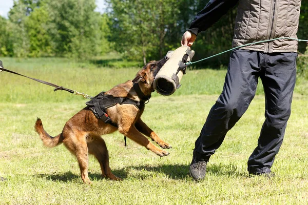 Instructeur Geeft Les Bij Belgische Herdershond Hond Beschermt Zijn Meester — Stockfoto