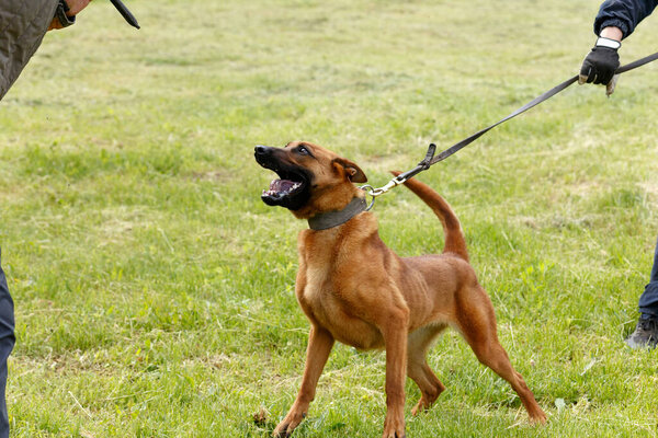 Инструктор проводит урок с бельгийской овчаркой. Собака защищает своего хозяина. Бельгийская работа по защите собак-пастухов
