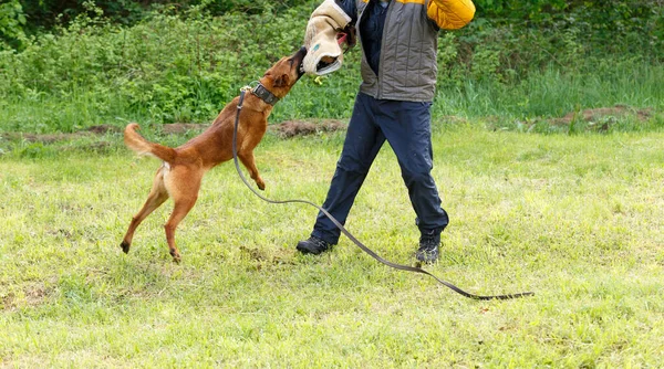 講師はベルギーの羊飼いの犬とレッスンを行います 犬は主人を守る ベルギーの羊飼い犬保護作業 — ストック写真
