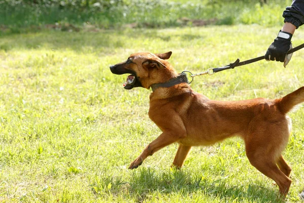 Instruktor Prowadzi Lekcję Owczarkiem Belgijskim Pies Chroni Swojego Pana Owczarek — Zdjęcie stockowe