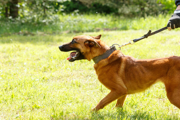 Инструктор проводит урок с бельгийской овчаркой. Собака защищает своего хозяина. Бельгийская работа по защите собак-пастухов