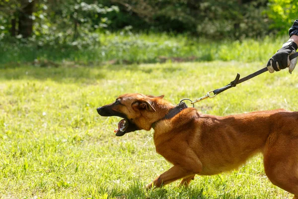 Викладач Проводить Цей Урок Бельгійським Собакою Шепард Собака Захищає Свого — стокове фото