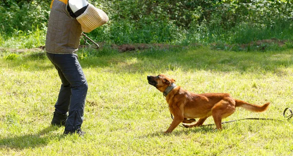 Instructeur Geeft Les Bij Belgische Herdershond Hond Beschermt Zijn Meester — Stockfoto