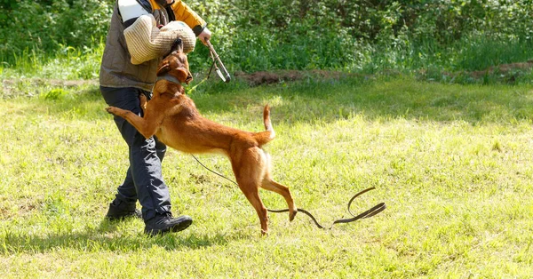 講師はベルギーの羊飼いの犬とレッスンを行います 犬は主人を守る ベルギーの羊飼い犬保護作業 — ストック写真