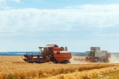 Tahıl tarlasında olgunlaşmış buğdayı hasat eden iki kişi. Yazın tarım işi. Kombinasyonun ayrıntıları.