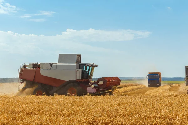 Der Mähdrescher Erntet Reifen Weizen Auf Dem Getreidefeld Ein Lkw — Stockfoto