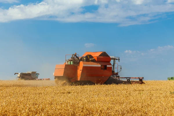 Tahıl Tarlasında Olgunlaşmış Buğdayı Hasat Eden Iki Kişi Yazın Tarım — Stok fotoğraf