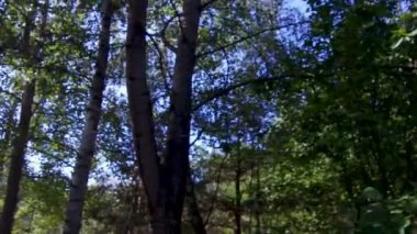 Ormanda, yeşil çimenlerin arasında güneş ışınlarında yenebilir büyük portakal kaplamalı boletus, yakın görüş. Mantar doğada, ağaçta yetişir. Ormandaki doğal vejetaryen besin maddeleri..