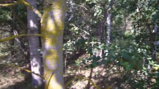 Tânărul Bolet Comestibil Capac Portocaliu Pădure Raze Solare Printre Iarba — Videoclip de stoc