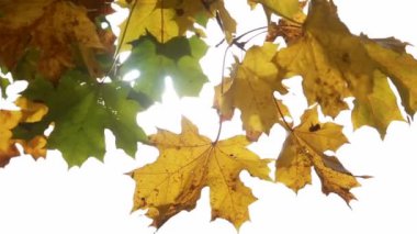 Sonbahar parlak sarı akçaağaç yaprakları rüzgarda sallanıyor, açık bir gökyüzünün arka planına karşı. Yüksek kaliteli FullHD görüntüler
