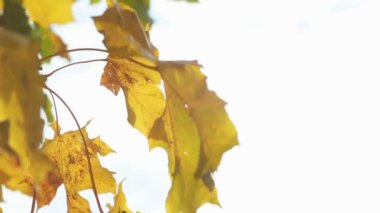 Sonbahar parlak sarı akçaağaç yaprakları rüzgarda sallanıyor, açık bir gökyüzünün arka planına karşı. Yüksek kaliteli FullHD görüntüler