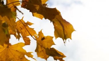 Sonbahar parlak sarı akçaağaç yaprakları rüzgarda sallanıyor, açık bir gökyüzünün arka planına karşı. Yüksek kaliteli FullHD görüntüler