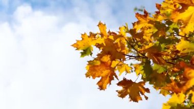 Sonbahar parlak sarı akçaağaç yaprakları rüzgarda sallanıyor, açık bir gökyüzünün arka planına karşı. Yüksek kaliteli FullHD görüntüler