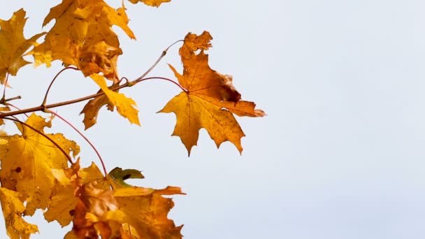Outono Folhas Bordo Amarelo Brilhante Oscilam Vento Contra Pano Fundo — Vídeo de Stock