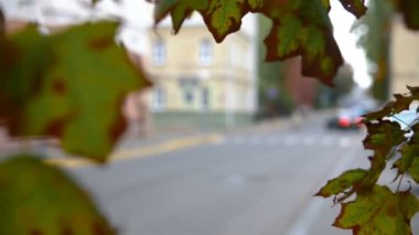 Sakin bir Avrupa şehrinin merkez sokaklarından birini bir akçaağacın sararmış yaprakları arasında görmek