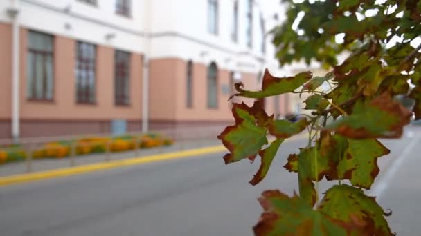 Widok Jedną Centralnych Ulic Spokojnego Europejskiego Miasta Przez Żółte Liście — Wideo stockowe