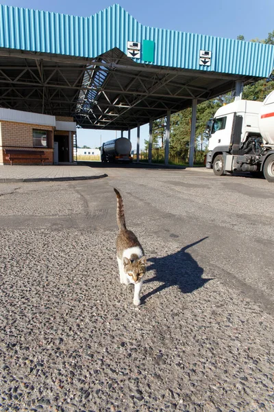 Homeless cat crosses the state border in automobile checkpoint Place of border crossing for trucks and cars in checkpoint.