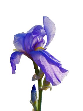 Iris germanica, Mor çiçek tomurcukları ve yeşil gövde, beyaz arka plan üzerinde izole                               