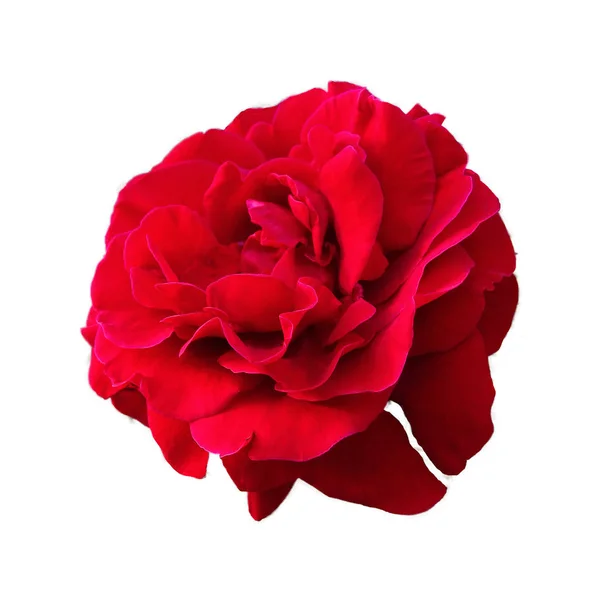Rosa Rojo Brillante Adecuado Como Fondo — Foto de Stock
