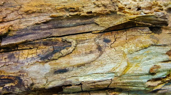 Wood texture. Old and rotten wood. — Stock Photo, Image