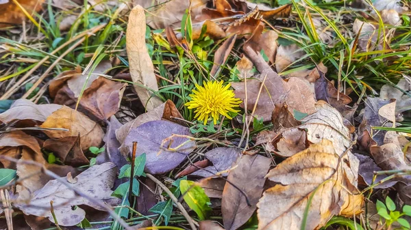 Dandelion and dry leaves. — Stock Photo, Image