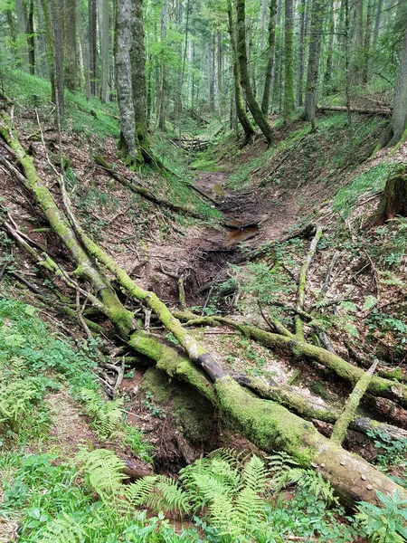 Forest stream and tall trees in a deep forest. The fallen trees lie by a small forest stream