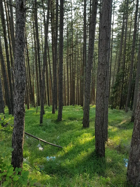 Una Luminosa Foresta Sempreverde Alti Alberi Attraverso Quali Raggi Del — Foto Stock