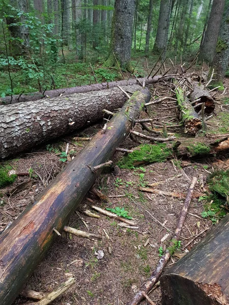 Felled trees on the forest floor in a dense forest with tall trees