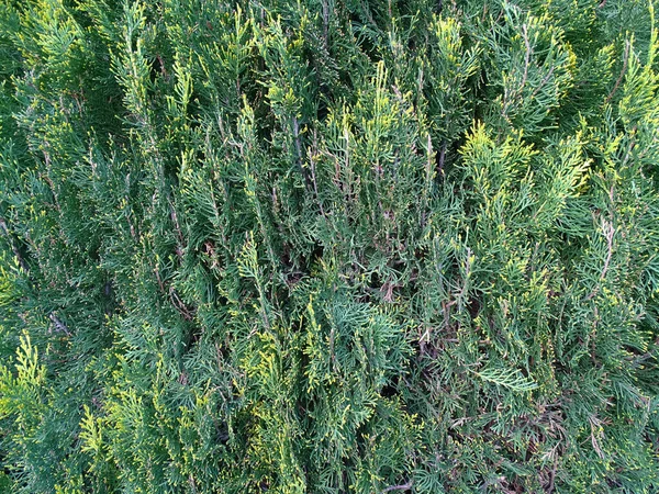 Verstrengelde Geel Groene Bladeren Van Thuja Als Een Natuurlijke Groene — Stockfoto
