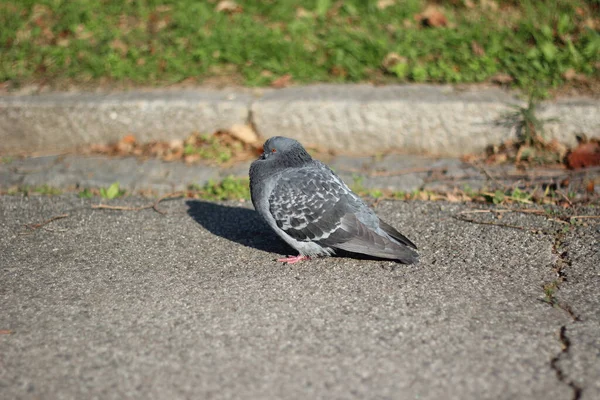 Eine Graue Taube Mit Grauen Mustern Steht Ruhig Und Entspannt — Stockfoto