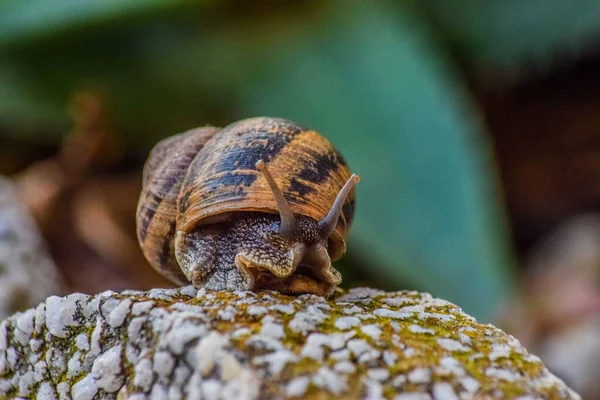 Close up of a snail on top of a stone — Stock Photo, Image