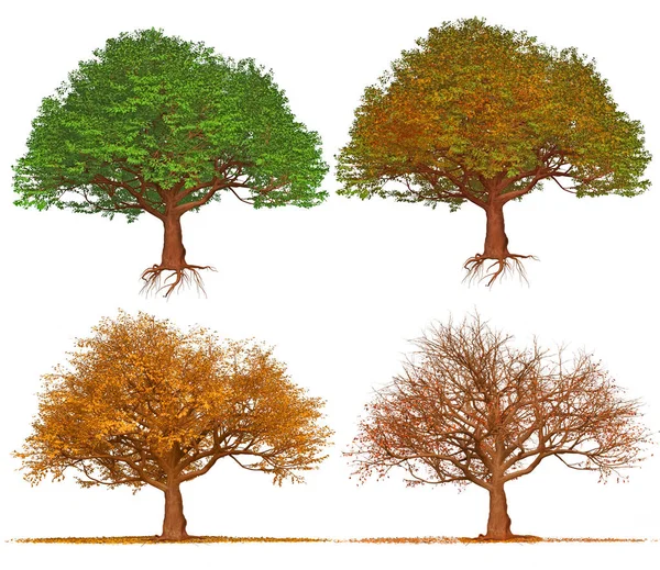 Vier Jahreszeiten Bäume Isoliert Auf Weißem Hintergrund Illustrationskunst — Stockfoto