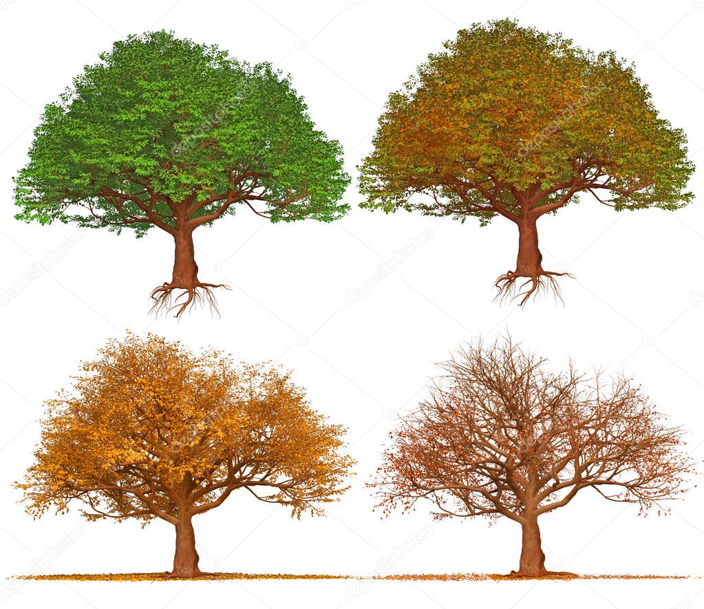 Four season trees isolated on white background , illustration art