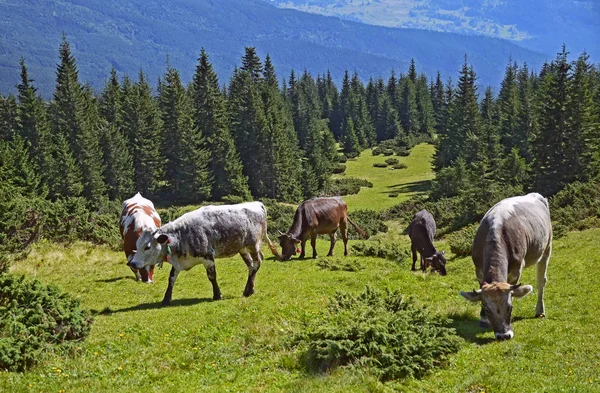 Abeto Verde Manada Vacas Sobre Fondo Las Montañas Cárpatos Verano — Foto de Stock