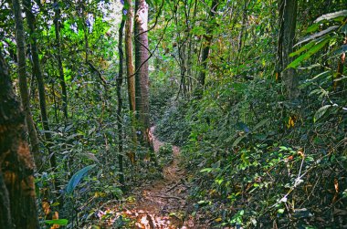 Güzel manzarasına tropikal orman Khao Yai Milli Park Tayland, Asya 