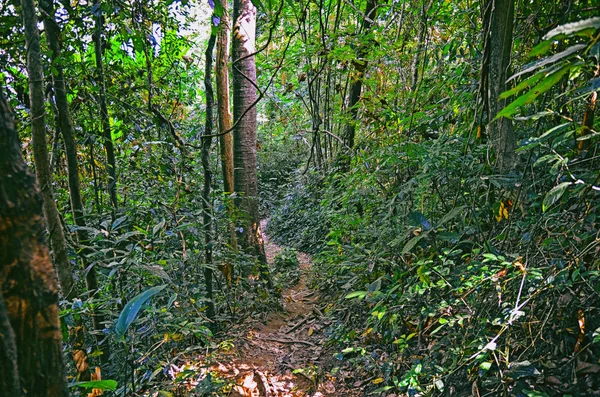 Pemandangan Indah Hutan Tropis Taman Nasional Khao Yai Thailand Asia — Stok Foto