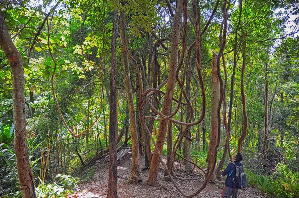 Touris Senderismo Selva Profunda Del Parque Nacional Khao Yai Tailandia — Foto de Stock