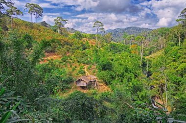 Güzel doğa görünümü tropikal orman Khao Yai Milli Park Tayland, Asya 