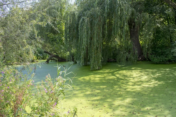 stagnant waters with algae formation and weeping willow
