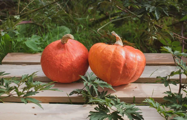 Squash Kalebas Hokkaido Squash Hout Een Braamstruik Locatie Duitsland — Stockfoto