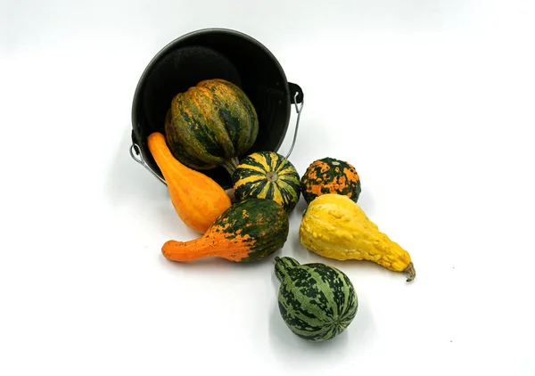 Various Ornamental Pumpkins Fall Decorative Bucket — Stock Photo, Image