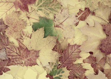 akçaağaç yaprakları güzel arka plan