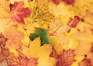 yaprakların güzel renkli, sonbahar arka plan