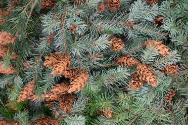 Noel arka plan köknar dalı