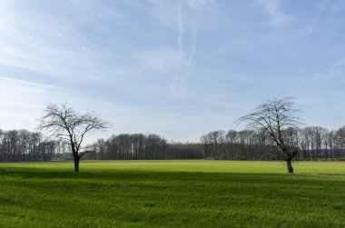 iki yalnız, çıplak ağaçlar daha uzak, yeşil çayır üzerinde. Yeri: Almanya, Kuzey Ren-Vestfalya