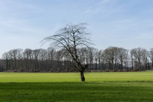 Single bare tree on farther green meadow. — Stock Photo, Image