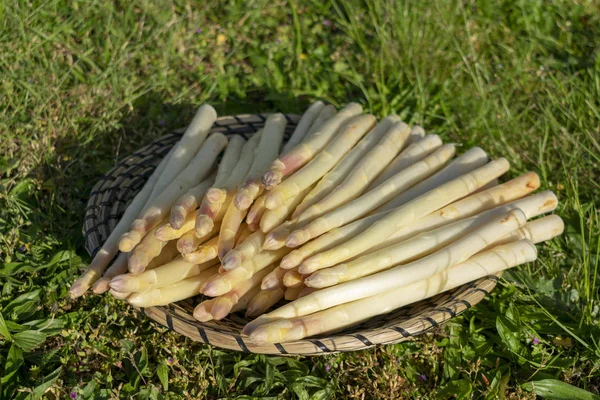 Asparagus fresh — Stock Photo, Image