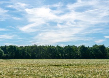 buğday alan güneş ışığı.